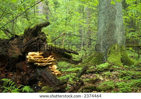Fallen old oak laying on forest bottom,middle europe,poland,bialowieza forest