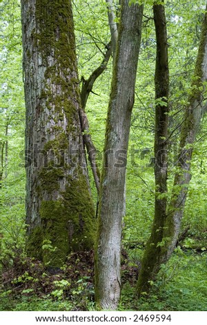 Old and young linden tree in the deciduous natural forest,europe,poland,bialowieza forest