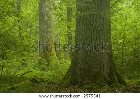 Old oaks in forest just after summer rain,misty weather,summer,europe,poland,bialowieza forest