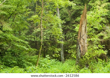 Forest landscape with broken tree, summer forest,middle europe,poland,bialowieza forest