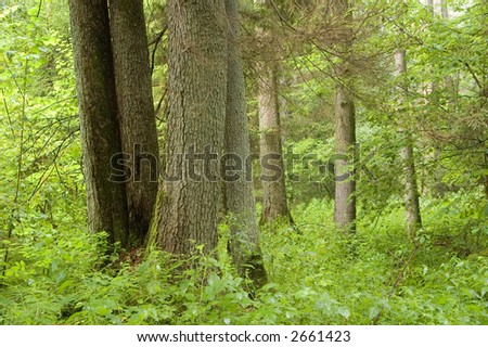 Old natural forest in the middle of summer, Europe,Poland,Bialowieza Forest