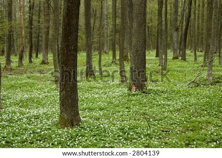 Spring anemone floral pattern, deciduous forest, Europe,Poland, Bialowieza Forest