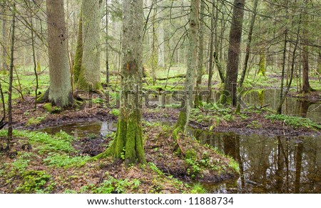 Springtime landscape of old swampy forest, europe, temperate forest