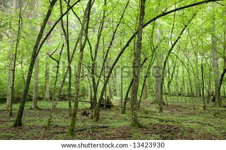 Hornbeam trees at springtime forest bent by snow