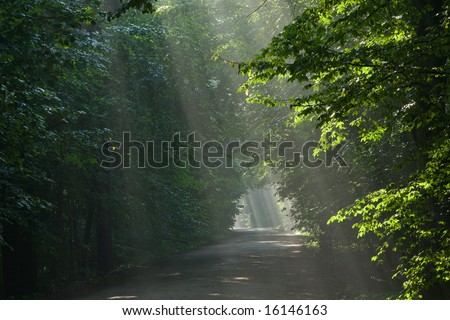 Ground road crossing old deciduous forest with beams of light entering
