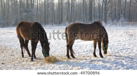 Two Tarpan like Polish Horses walking in winter