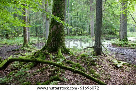 Late summer forest landscape of wet stand strictly nature protection area of Bialowieza National Park