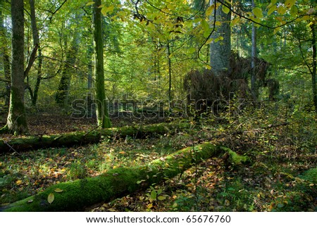 Autumn forest landscape with broken trees strictly nature protection area of Bialowieza National Park