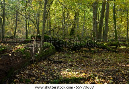 Autumn forest landscape with broken trees strictly nature protection area of Bialowieza National Park
