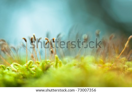 Similar – Image, Stock Photo Macro shot: grass plants