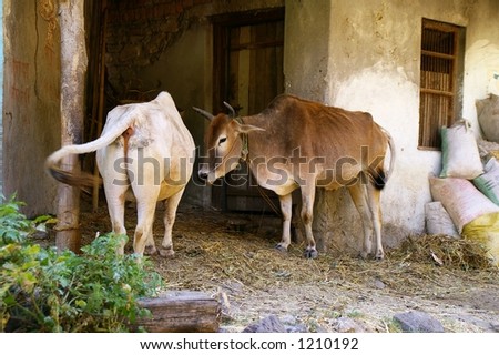 Indian Cows Confer