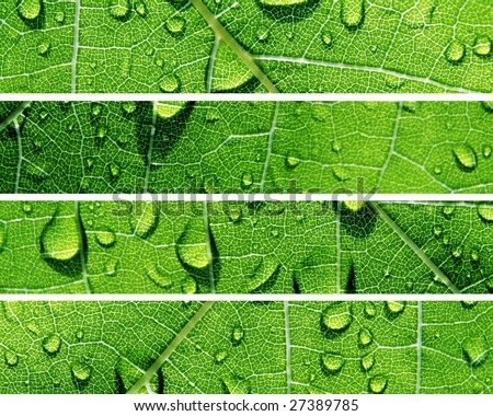 Green Banners of Natural Water Drops