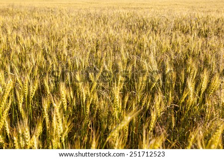 Wheat field, a background of wheat spikes