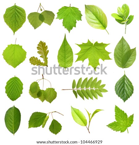 Collection Green Tree Leaves, High Resolution, Isolated On White ...