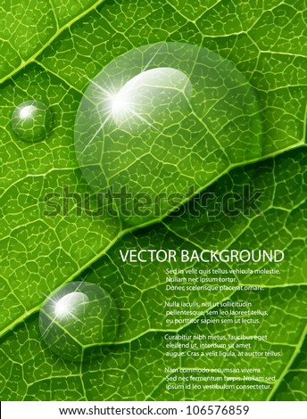 Vector water drops on  green leaf macro background.