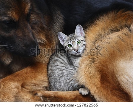 Large dog and a cat.