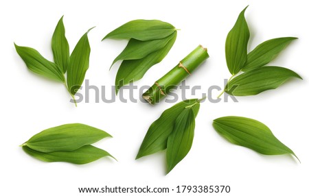 Green bamboo leaves set isolated on white background