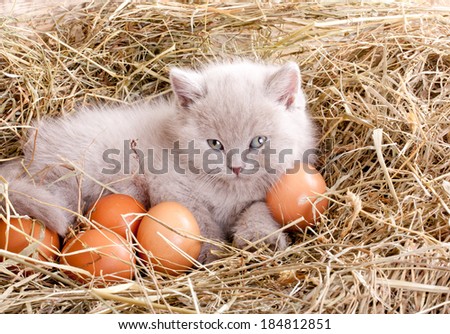 Cat in nest with eggs.British Shorthair kitten