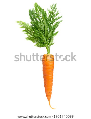 Fresh carrot isolated on white background, front view