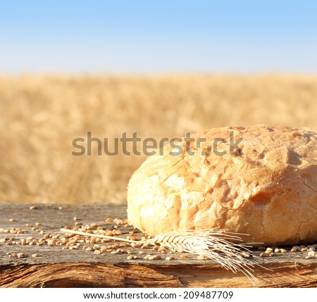 Fresh homemade bread and wheat spike against wheat field.