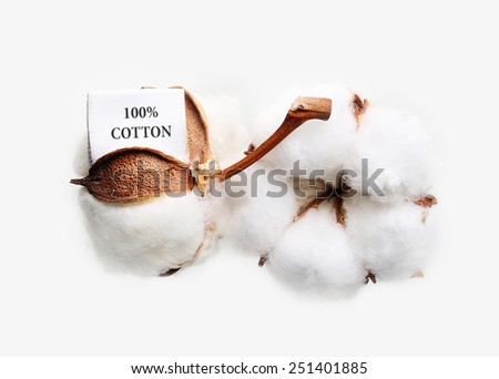 Cotton plant flower with tag label on white background