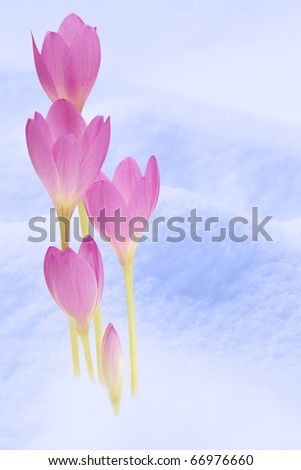 Pink spring flowers over blue snow.