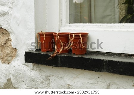 Similar – Image, Stock Photo three withered potted plants with tomatoes in front of urban facade