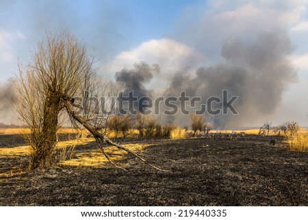 Wildfire in the field with burned dry grass and burned tree on a foreground