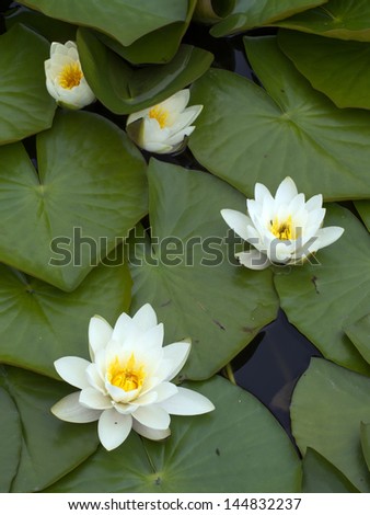 Lotus flowers and leaves on water