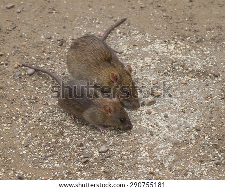 Brown rats