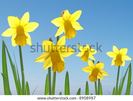 Spring daffodils against a blue sky