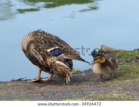 Duck with duckling at water side