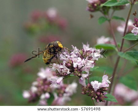 Oregano plant in flower with hover fly