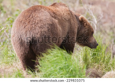 Back view of a brown bear surveying the territory