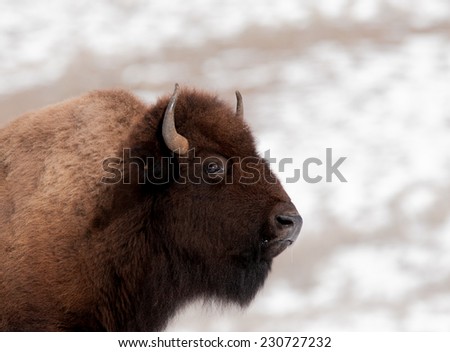 Profile of a bison in Yellowstone National park in winter, bison facing right