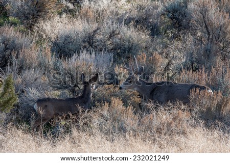 Adult mule deer buck meets young deer