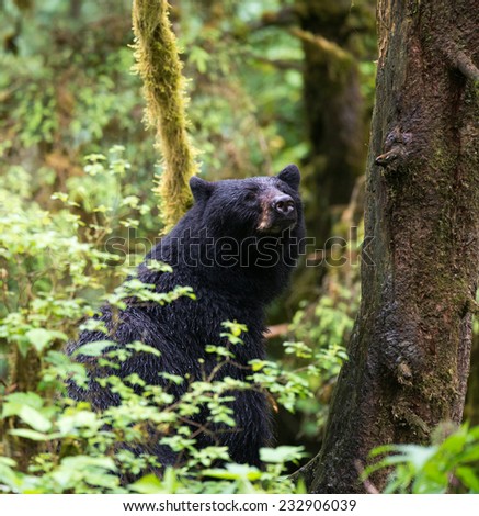 Mother black bear waits at the base of a tree that her cub is in