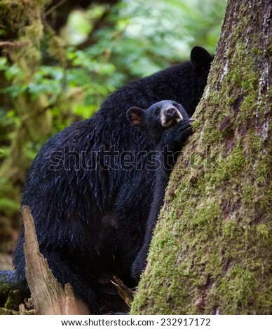 A curious black bear cub (coy) peeks at photographer from behind a tree with his mother in the background