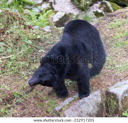 A black bear shakes off excess water after fishing for salmon in the stream