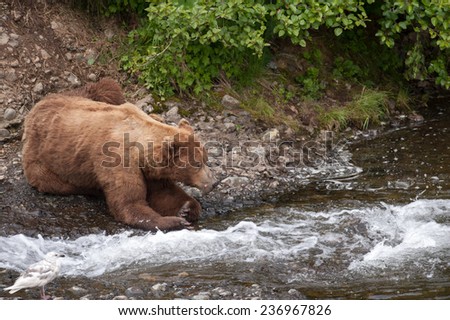 Brown Bear appears to be praying for salmon at the edge of a stream
