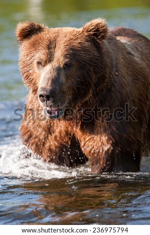 A brown bear wades through the river, watching for salmon