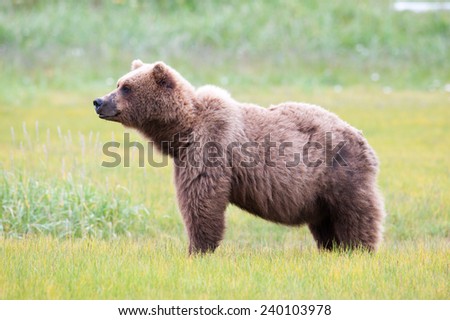 Brown Bear, Ursus Arctos, profile, looking to the left