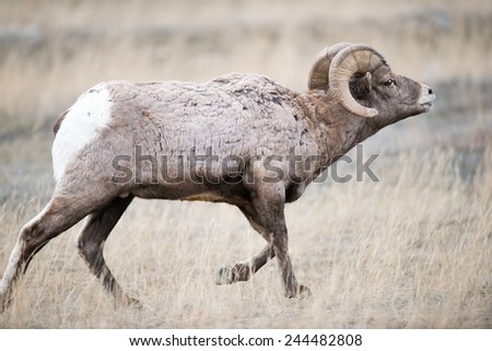Big Horn Sheep ram, full body, facing right, pursuing a ewe that is off camera