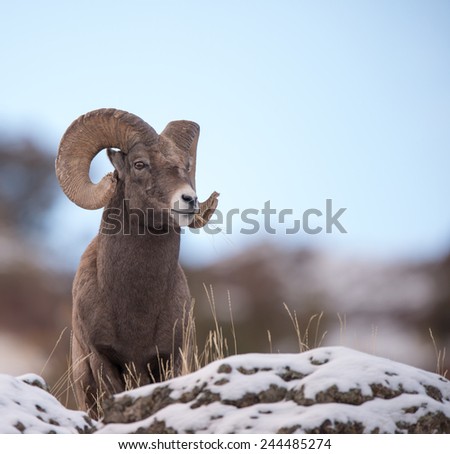 Big Horn Sheep, full curl, overlooking territory