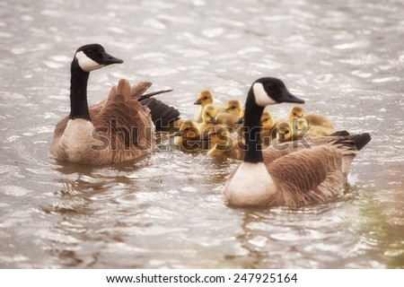 Canada Geese chicks swimming in a river with two adult geese