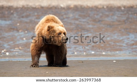 A brown bear looking to the right on a beach with the ocean in the background