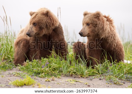 Two sub adult brown bears looking in the same direction, to the left, in tandem