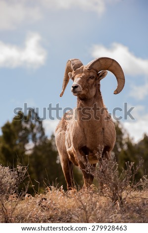 A beautiful big horn sheep ram alert and looking off in the distance; full body shot facing forward