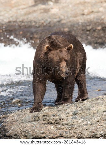 A large brown bear scopes out the area for competition before returning to fish for salmon