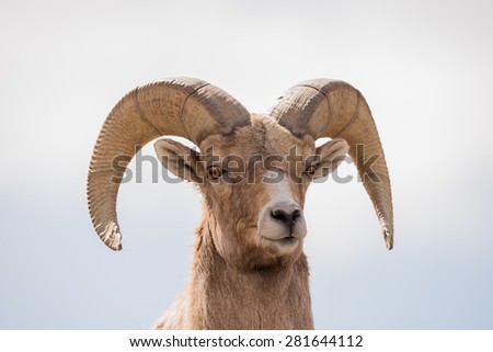 Close up of a Big Horn Sheep ram; head shot facing photographer
